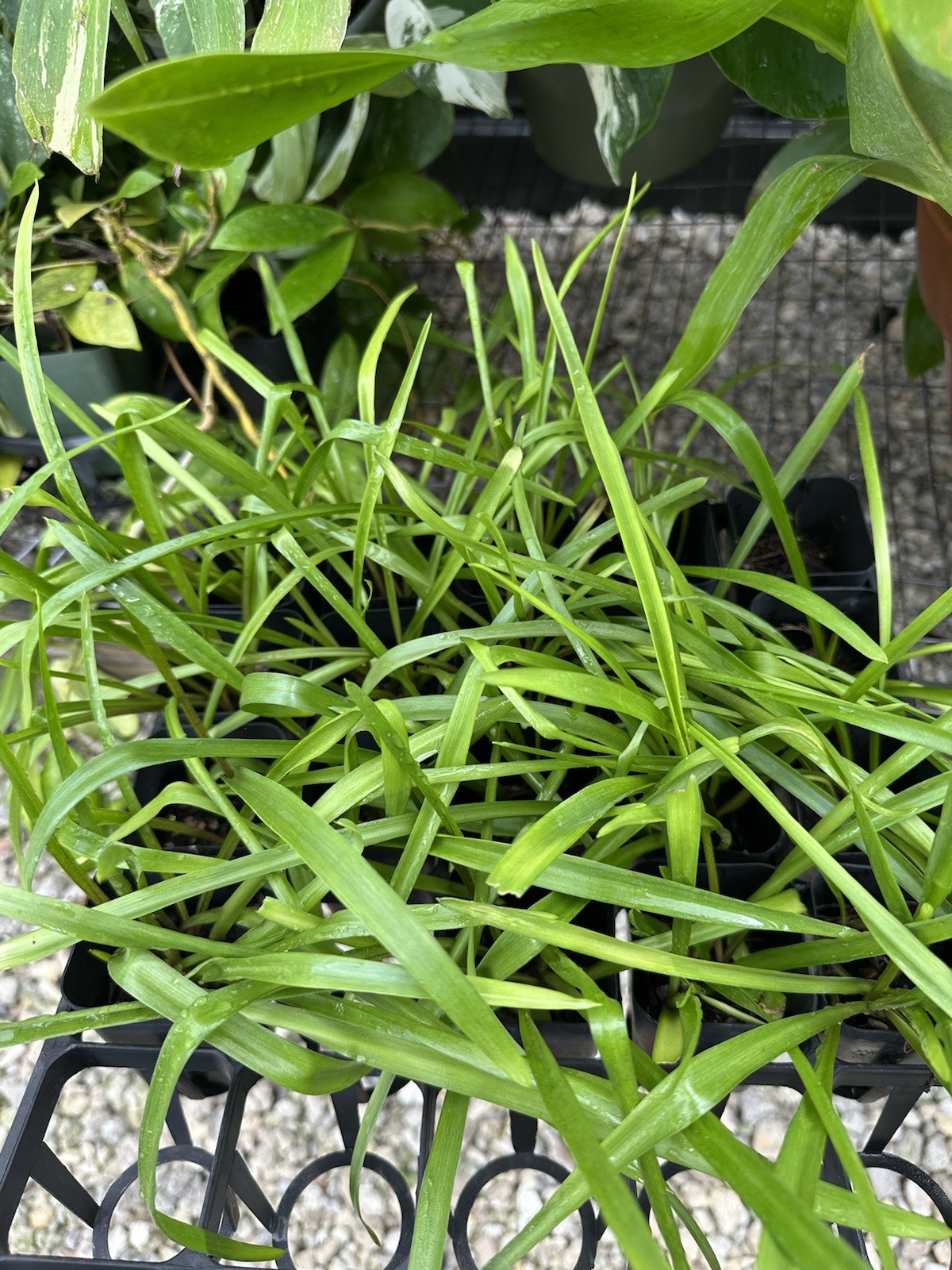 Tuberose double pearl. Potted Plants. FRAGRANT - Polianthus gallery
