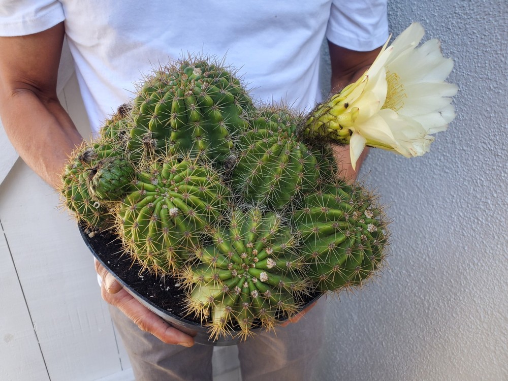 Torch Cactus