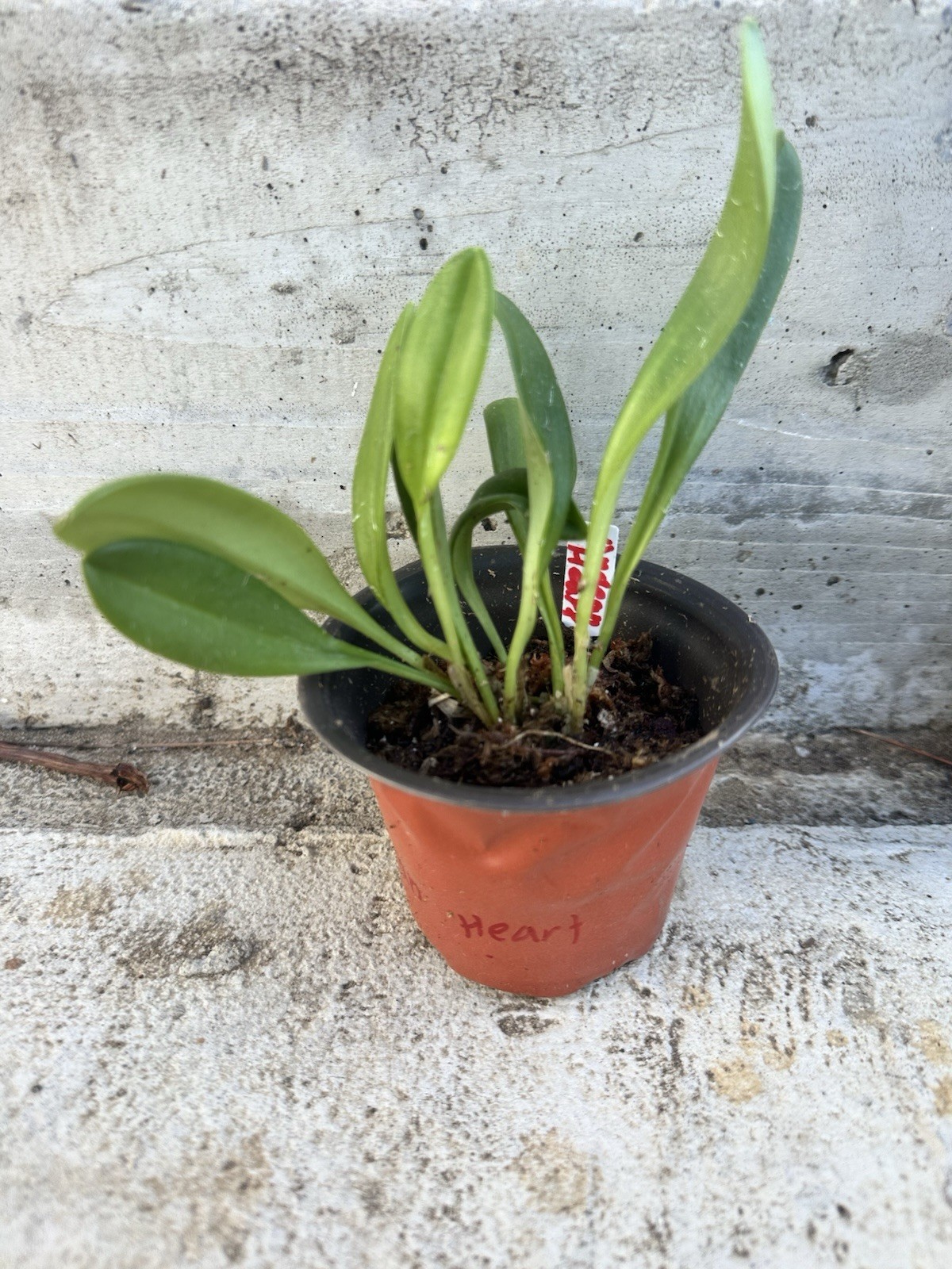 Masdevallia orchid Andean Heart gallery