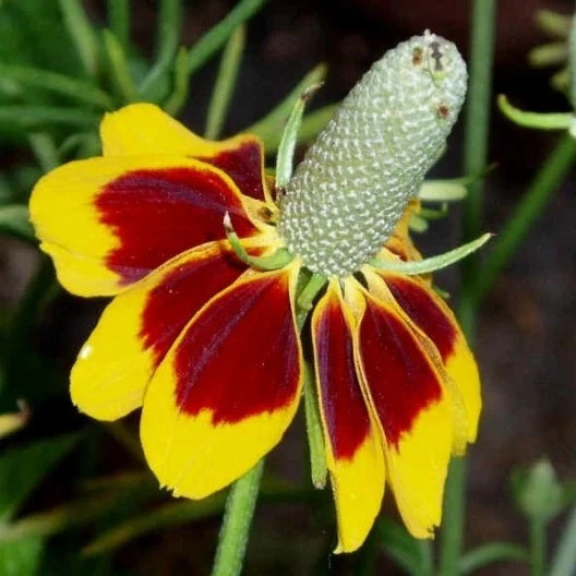 500+ MEXICAN HAT SEEDS -- DROUGHT TOLERANT -- PERENNIAL gallery