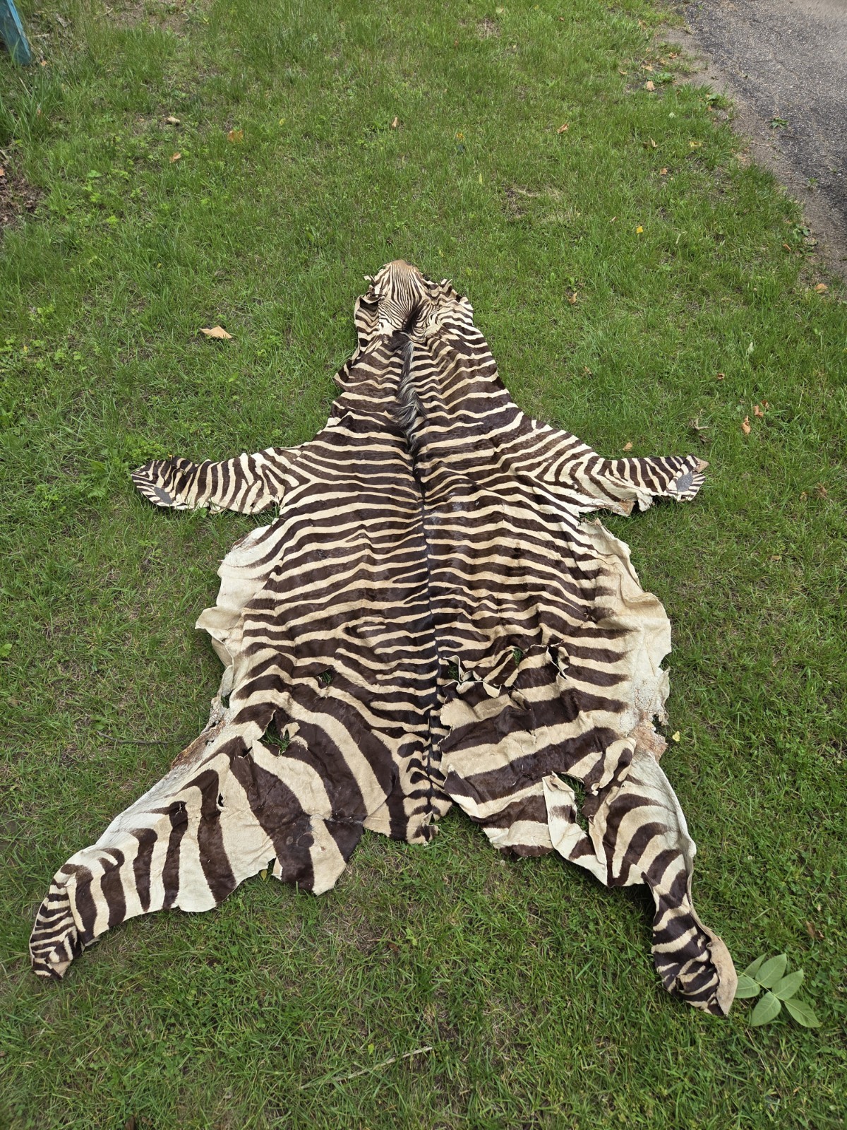 Large Vintage Zebra Hide(not A Rug) gallery