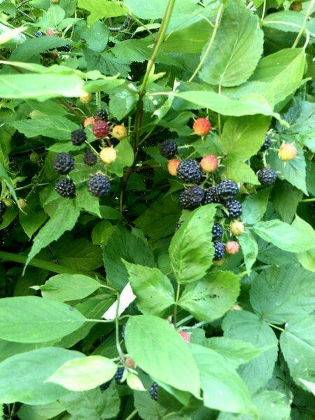 100+ WILD BLACK RASPBERRY SEEDS (Rubus occidentalis) gallery