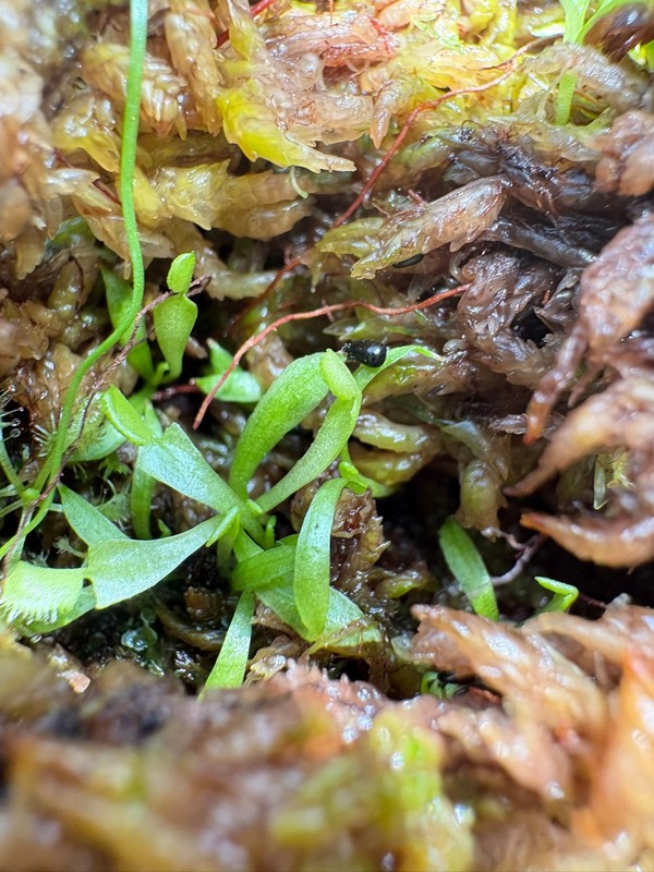 Venus Flytrap - Carnivorous Plant 25+ Seeds gallery