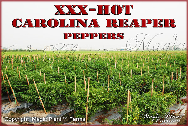 Carolina Reaper Pepper Powder - Non-GMO Reaper World's Hottest Pepper (6 sizes) gallery