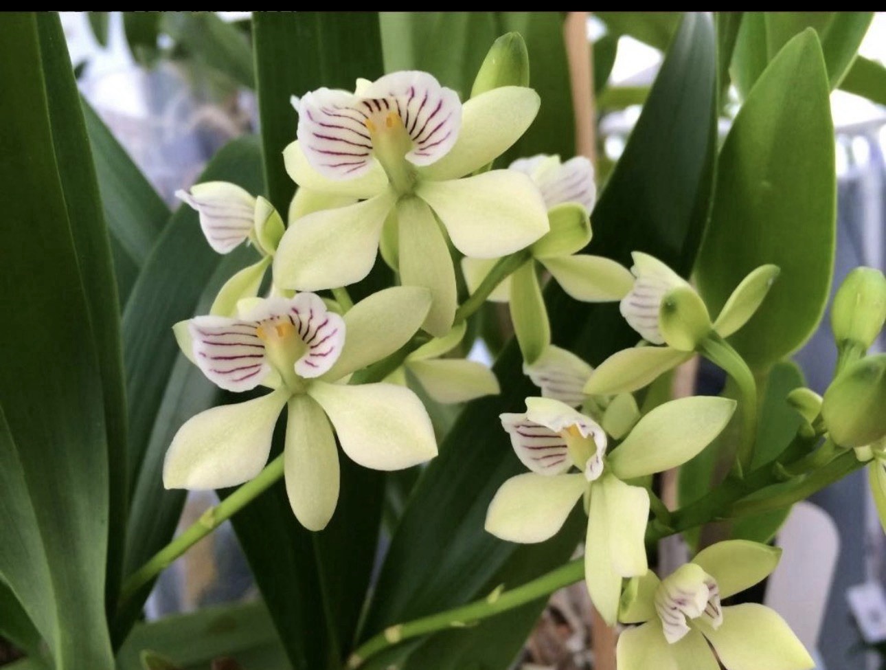 Prosthechea radiata Orchid Live Potted Plant, Flowering, Medium Sun gallery