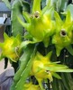 Israeli Yellow Dragon Fruit (Pitaya)- 1 Cutting 6-10 Inch gallery