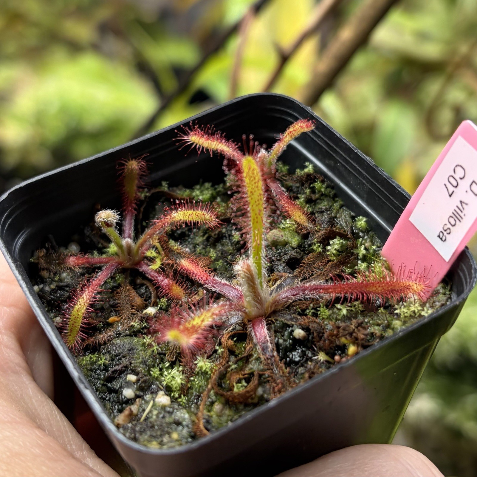 Drosera Villosa Carnivorous Sundew Cool South American Species gallery