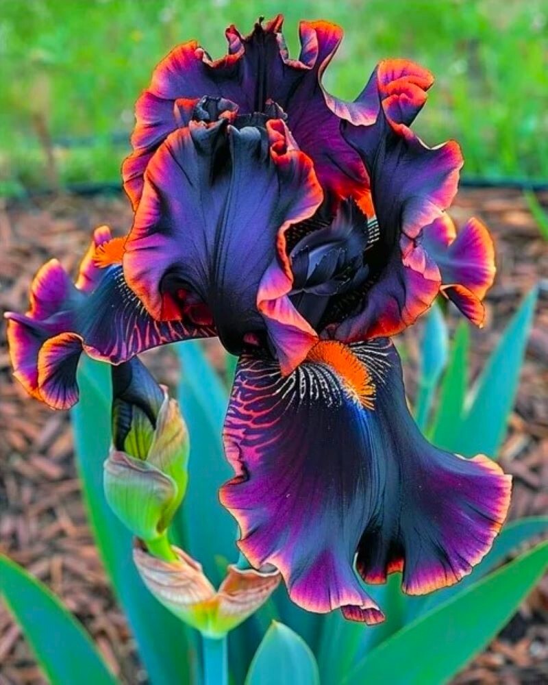100 Iris Seeds Much Less Money Than Bulbs .. gallery