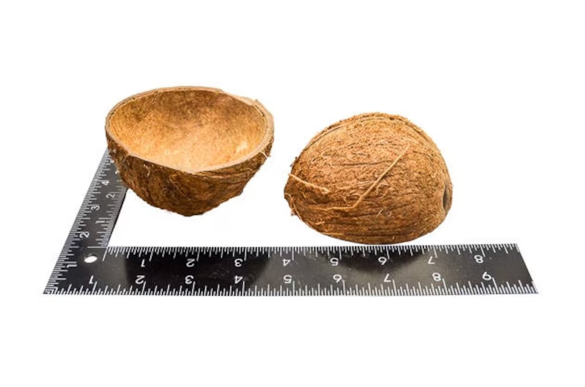 COCONUT SHELL 100% Natural Eco Friendly Halves Reptile Candle Decor USA SELLER gallery