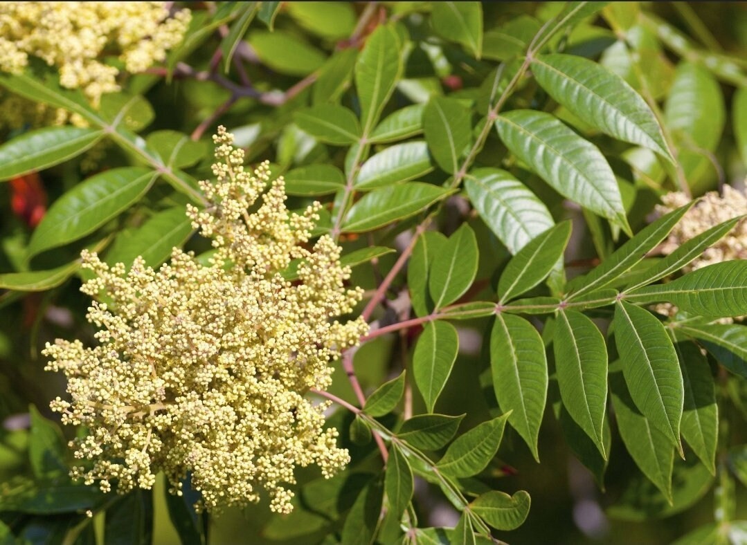 Wild Organic Native Winged Sumac Dried Leaves gallery