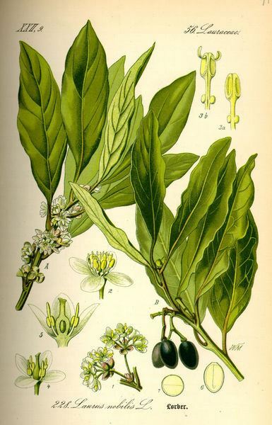 Laurus nobilis - 'Bay Leaf Tree' - Bay Laurel or Sweet Bay gallery