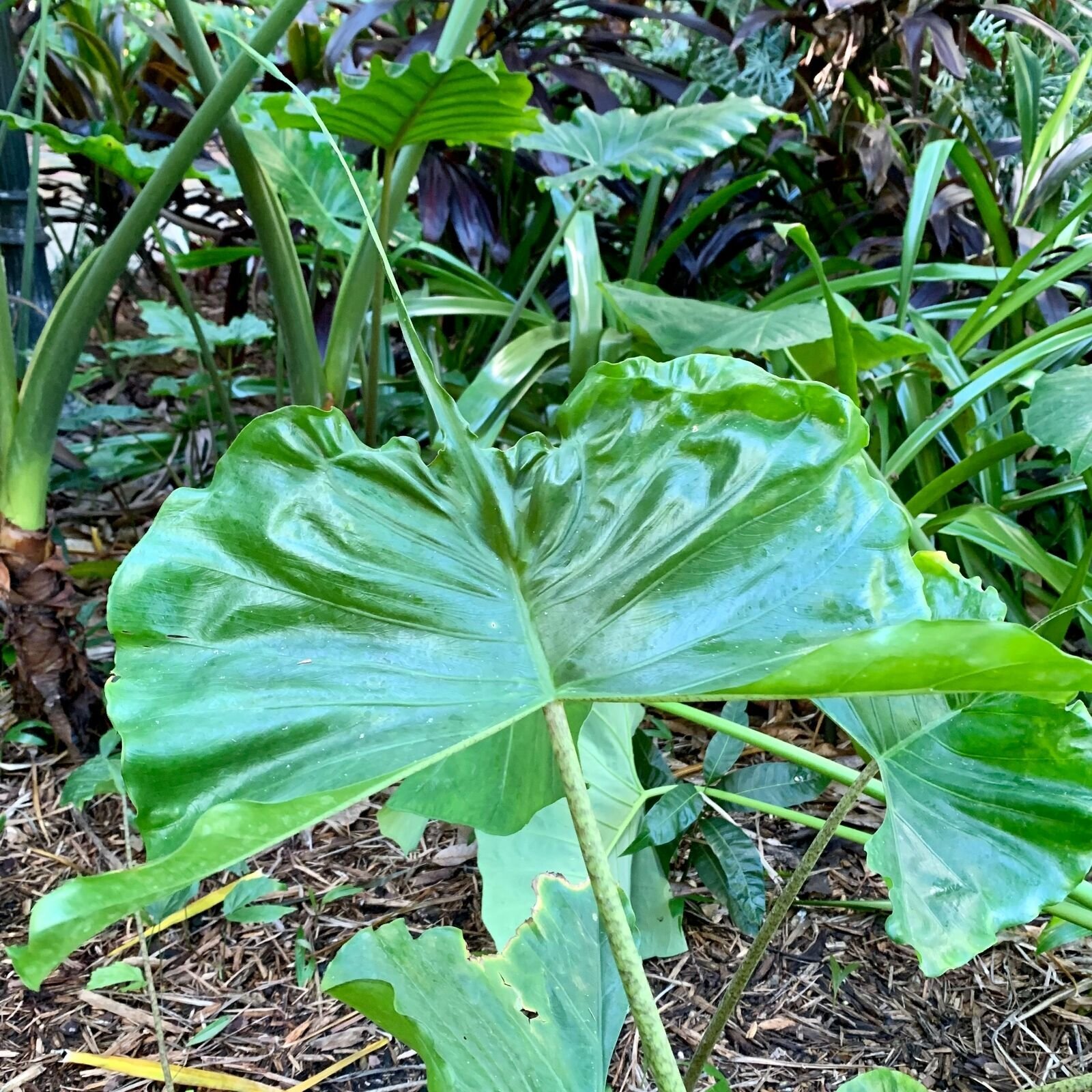 Stingray Elephant Ear - Alocasia - Live Plant gallery