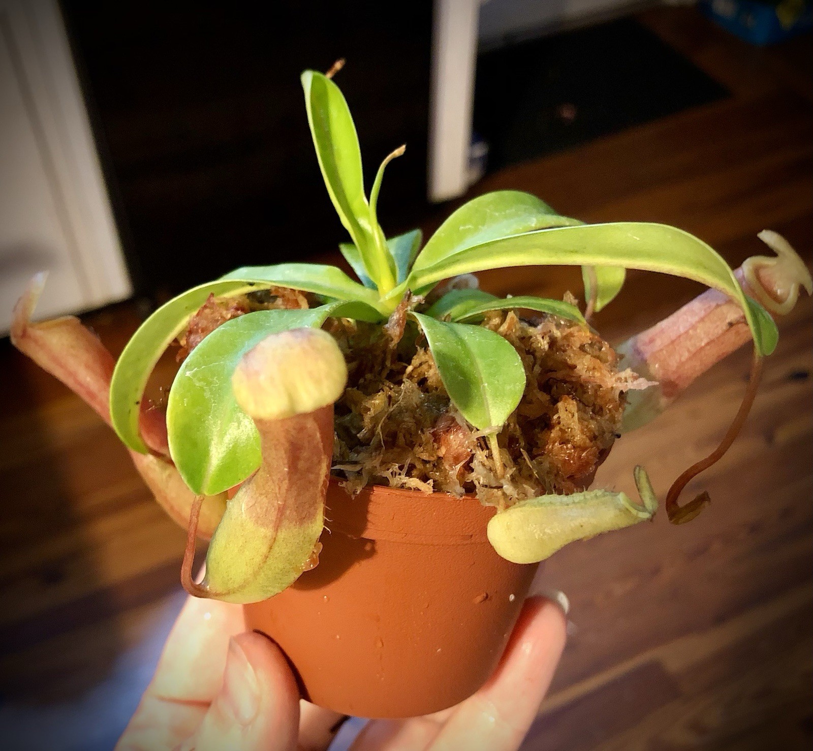 Nepenthes Ventricosa - Pitcher Plant - Live Tropical Carnivorous Plant gallery