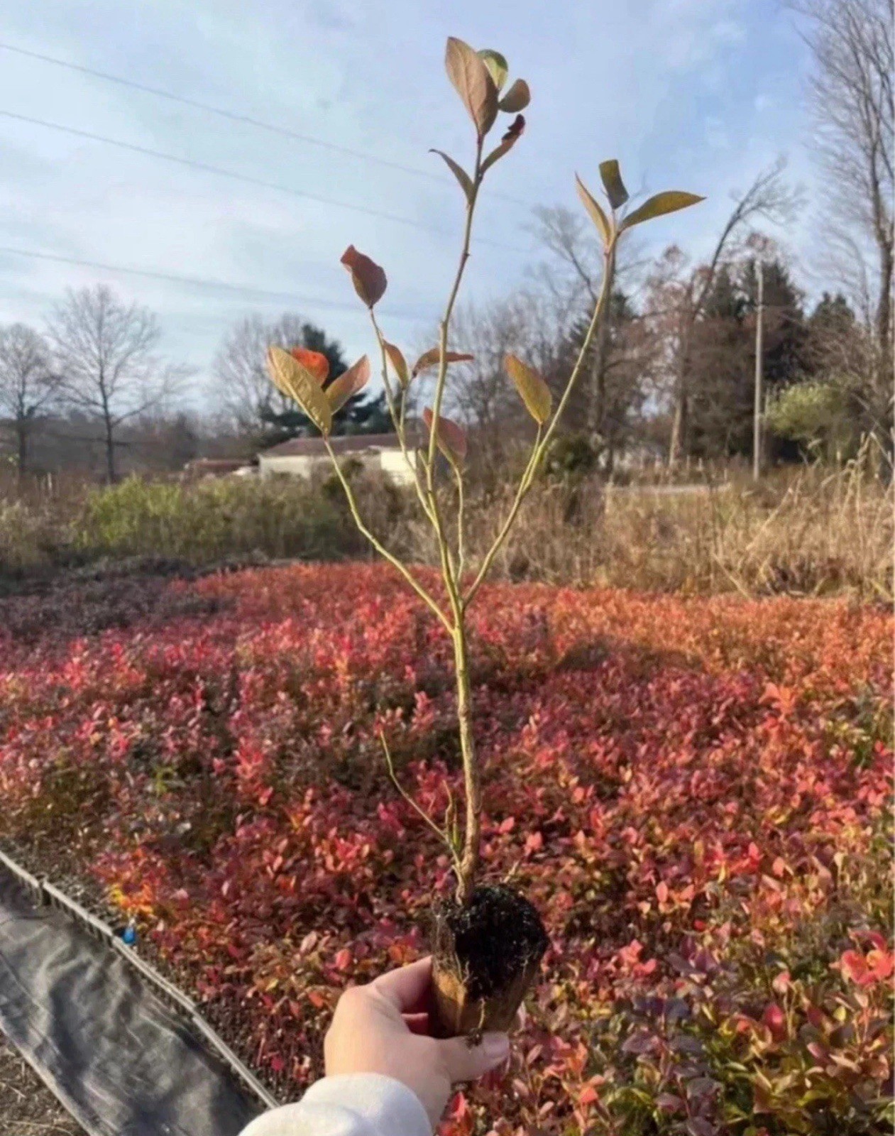 Blueberry Plants - Rooted Cuttings - QTY: 5 gallery