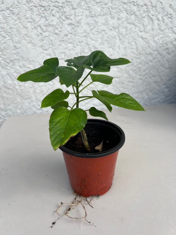 Pagoda Flower (Clerodendrum Paniculatum ) well rooted in 4" pot gallery