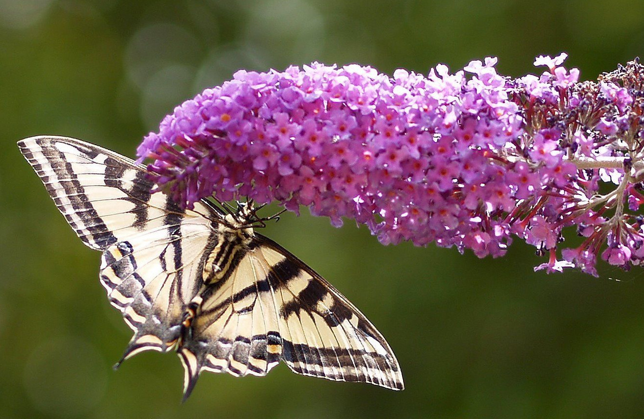 BUTTERFLY BUSH LAVENDER, 310 SEEDS, BUDDLEIA DAVIDII,*beautifully scented*HARDY gallery