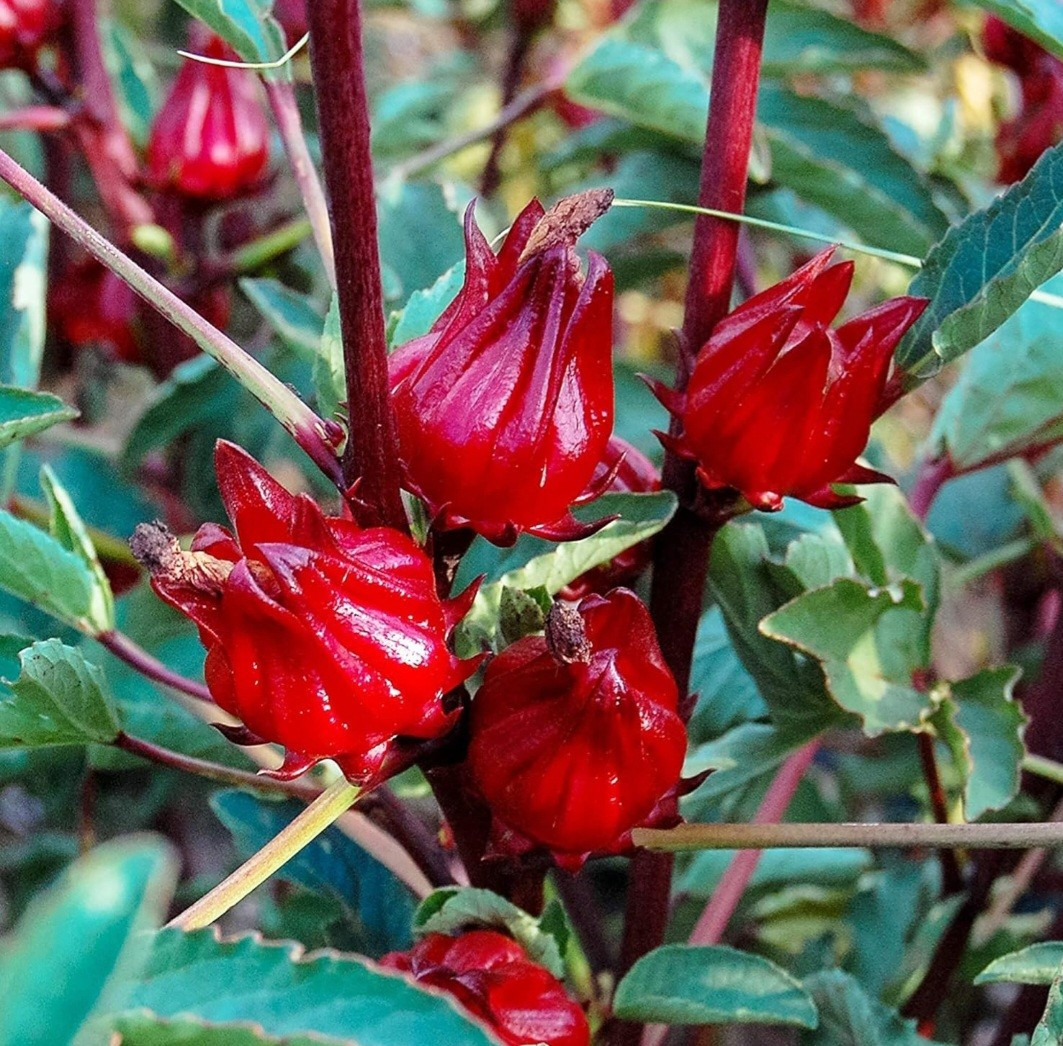 25 Red Sorrell Hibiscus Seeds Sabdariffa Organic Tea Flower Calyx Sour Leaf Yum gallery