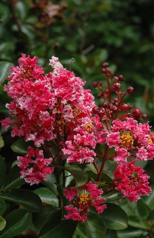 Raspberry Sunday Crape Crepe Myrtle Starter Lagerstroemia Small STARTER Plant gallery