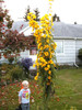 sunflower, MAXIMILIAN PERENNIAL yellow 115 seeds GroCo - BUY ANY 10 - SHIPS FREE gallery
