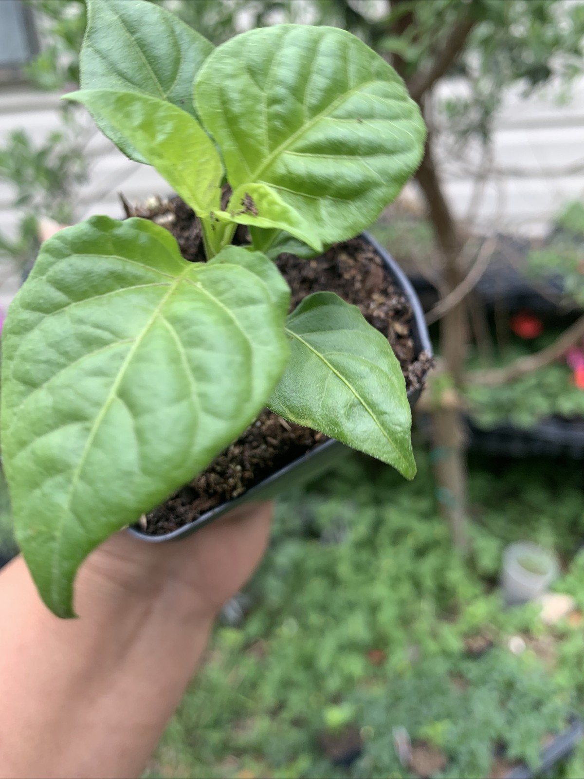 Ghost Pepper Plant LIVE 75 + DAY OLD SUPER HOT PEPPER PLANTS In 2 Inches Pot gallery