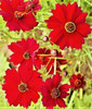 500 DWARF RED PLAINS COREOPSIS SEEDS | 2026 SALE FREE SHIPPING NON GMO HEIRLOOM gallery