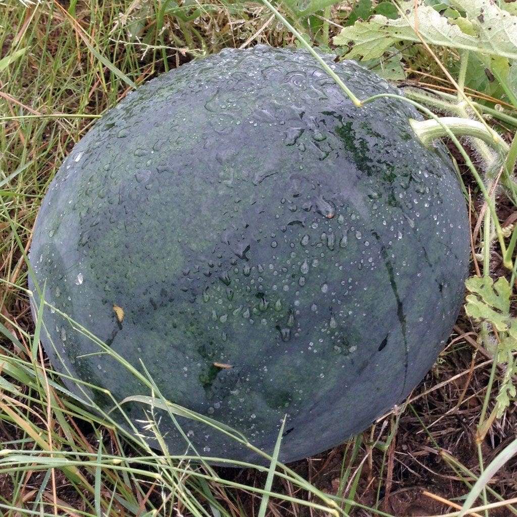 Florida Giant Watermelon Seeds, Jubilee, NON-GMO, Huge 35-50 lbs, FREE SHIP gallery