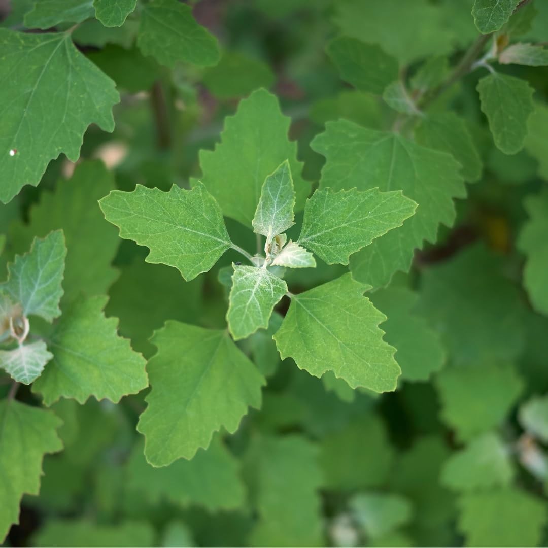 Lambs Quarters Seed for Planting - Ideal for Medicinal Planting - Herb Garden... gallery