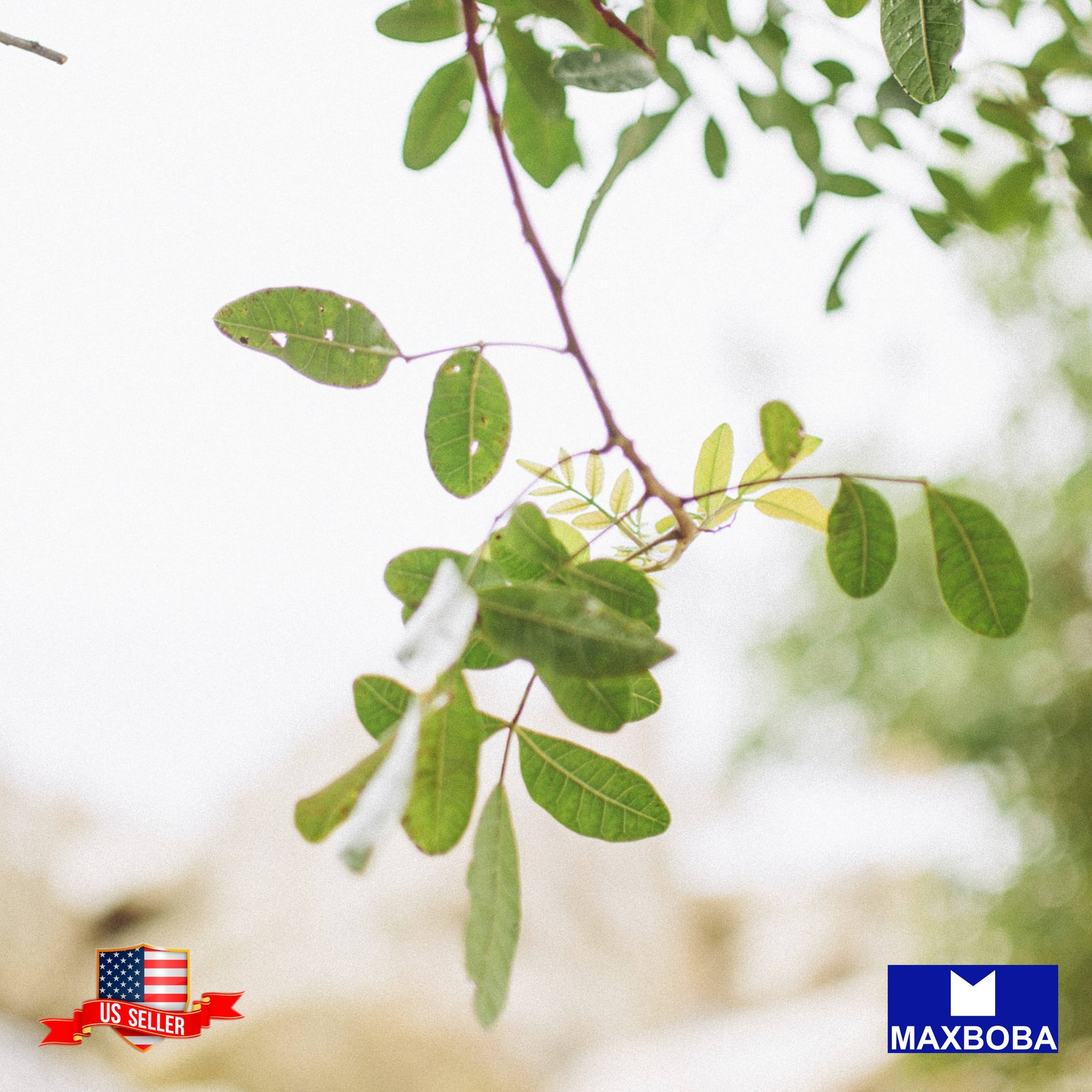 6+ Moringa Seeds Vegetable Non-GMO BOGO 50%OFF gallery