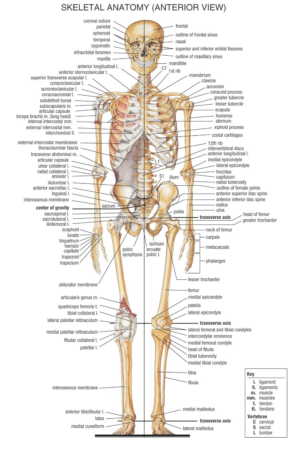 Skeletal Anatomy (Anterior View) POSTER 24 X 36 INCH gallery