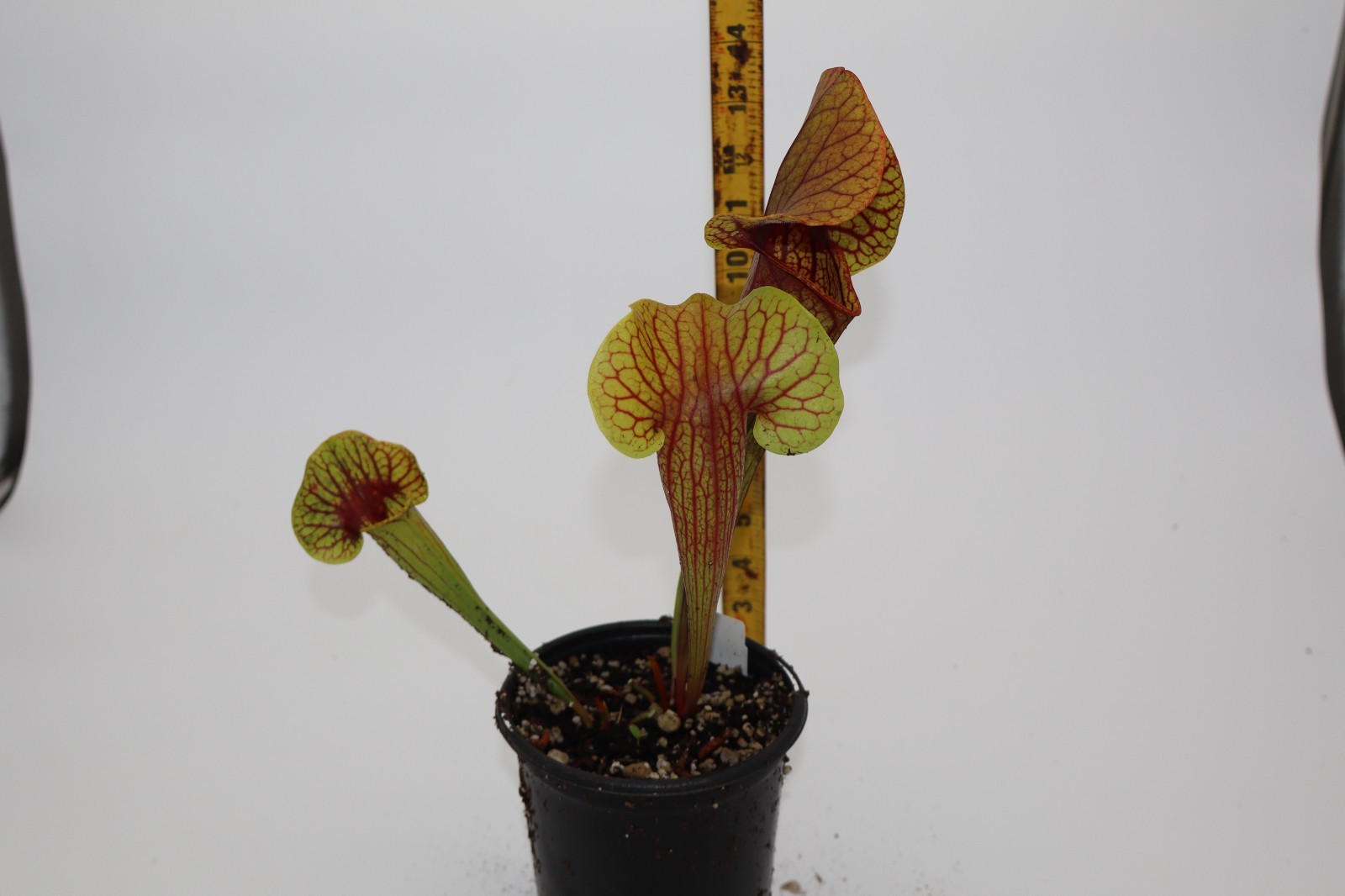 Sarracenia - Unknown Catesbaei gallery