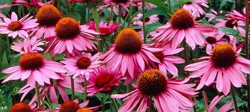 Echinacea Purple Coneflower, organically grown, qty 100 seeds, DEER RESISTANT! gallery