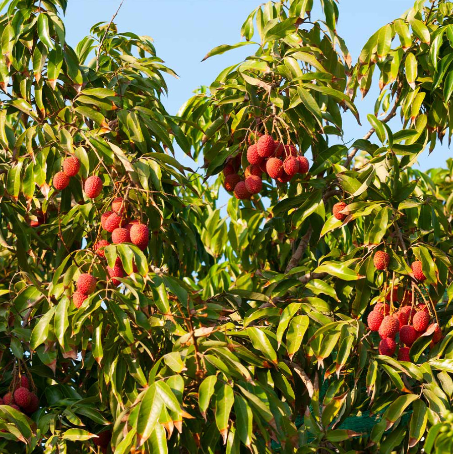 Live Sweet Heart Lychee Tree – 3 Gal Pot – 3–4 ft Tall (Air-layered) gallery