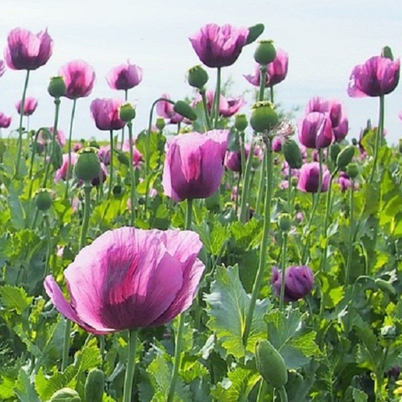 10,000 Authentic Untreated Imported Hungarian Papever Somniferum Poppy Seeds gallery