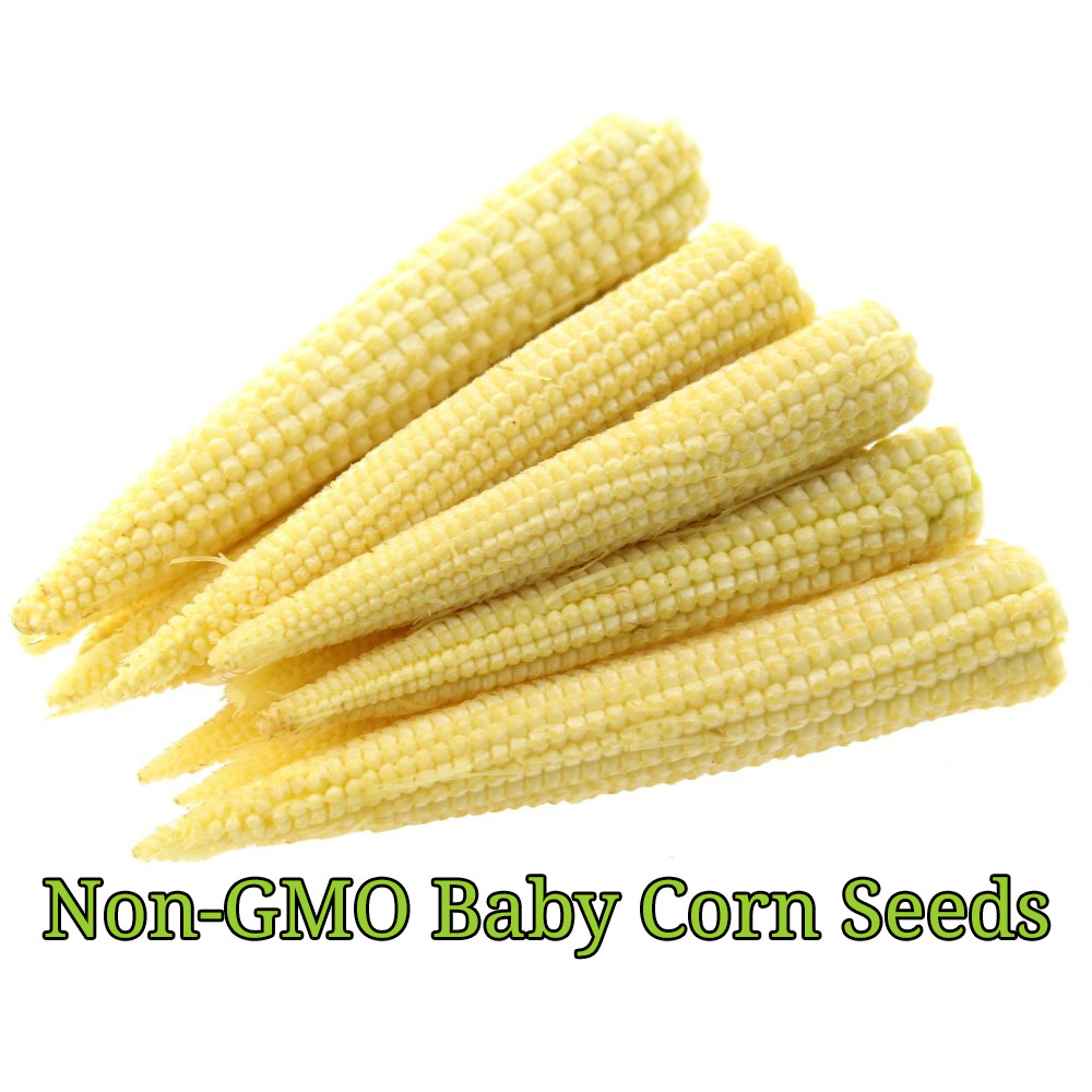 Baby Corn Seeds for Pickling | Non-GMO | Heirloom | Fresh Garden Seeds gallery