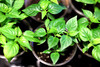 Ghost Pepper Plant Extra Hot 2 pack 45 + Days Old 2" to 6" Hardy Bhut Jolokia gallery