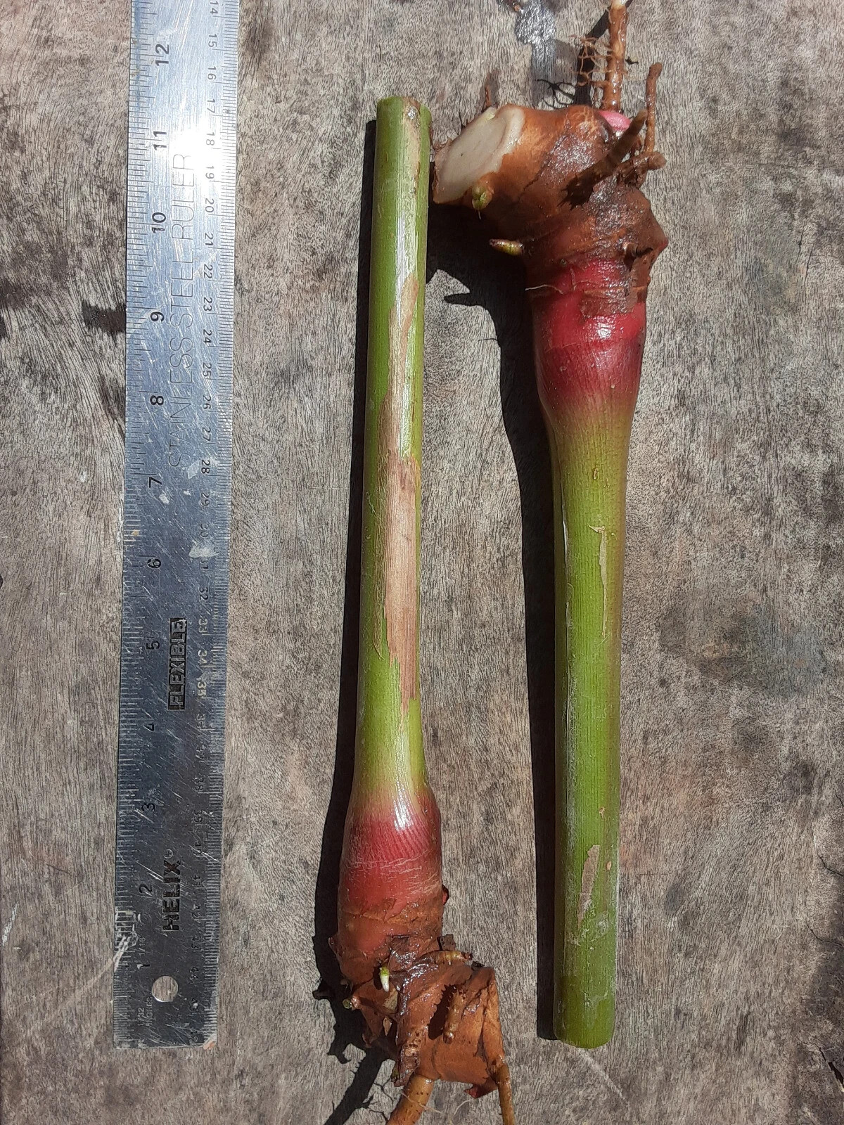 2x Yellow butterfly ginger rhizomes with stalk. Very fragrant with many flowers. gallery
