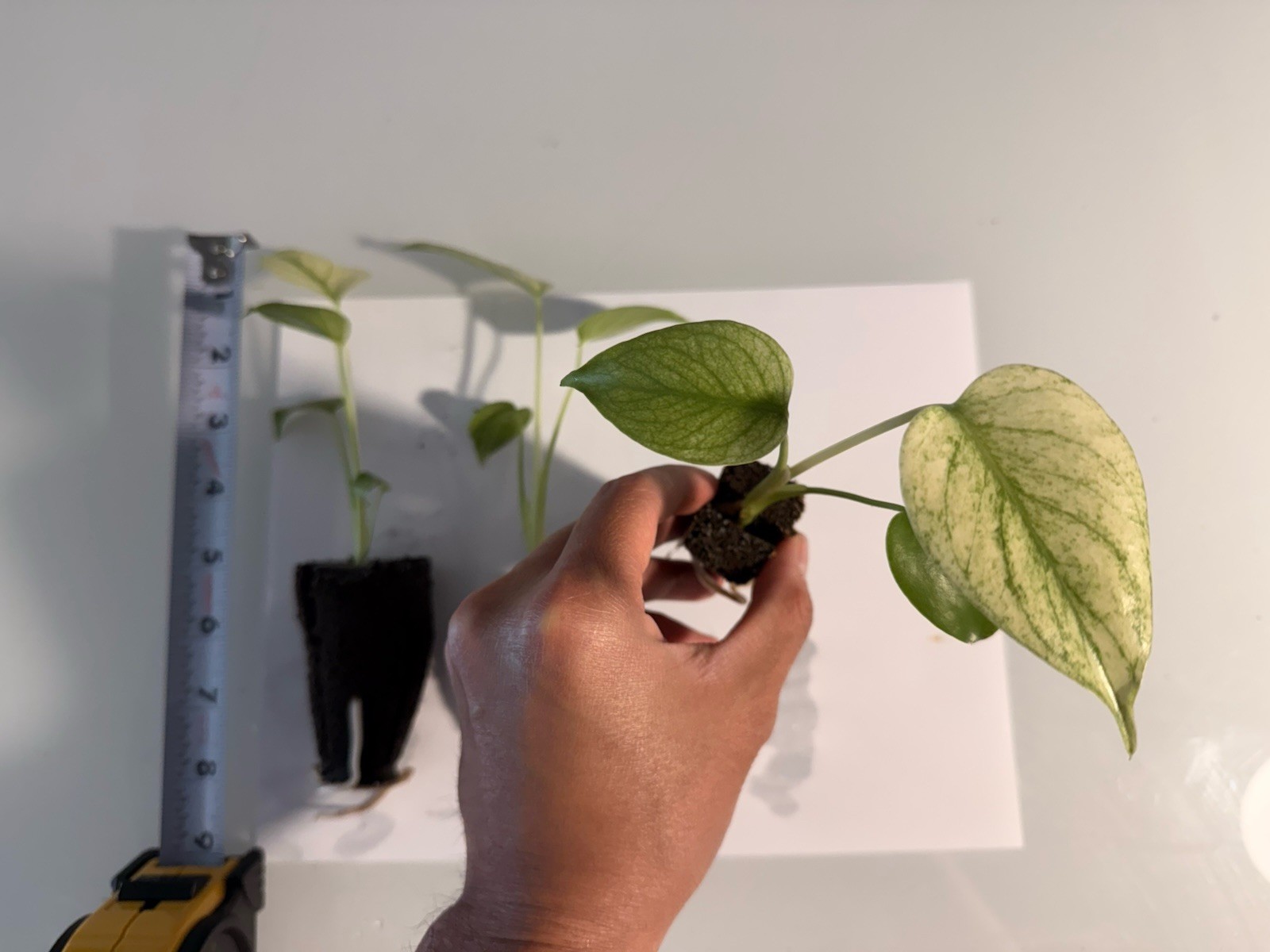 Rooted Variegated Monstera Mint (1 Plant) gallery