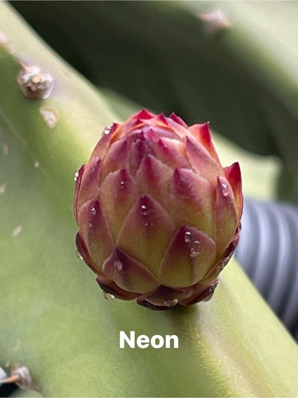 small DRAGON FRUIT CUTTINGS - MULTIPLE VARIETIES - 5" inches for grafting gallery