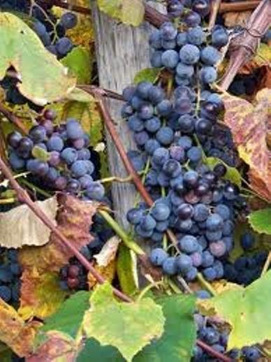 Old Fashion Concord Grape Starter Plant 6-14” Bare Root gallery