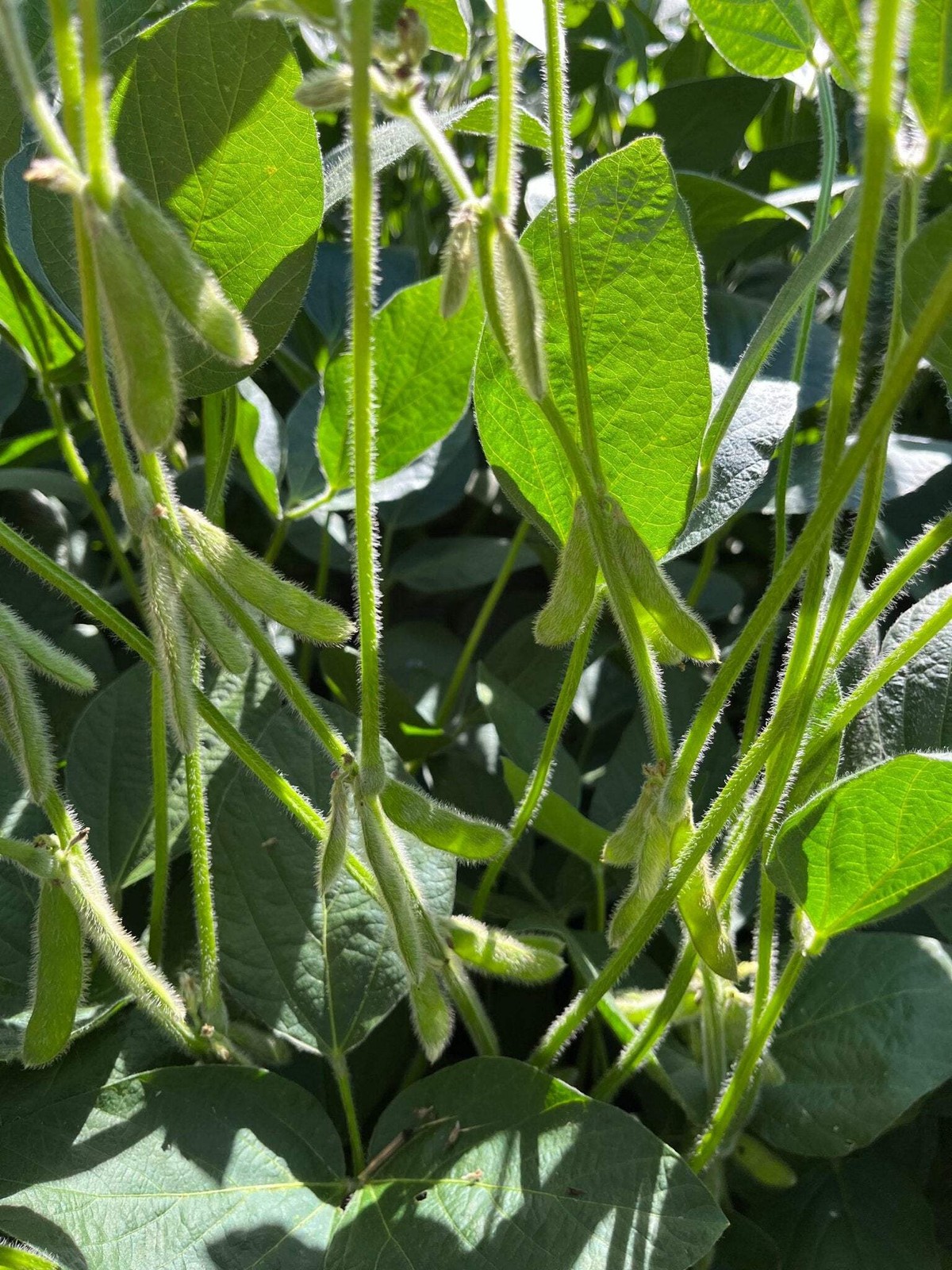 Conventional Non-GMO Soybean Seed | Deer Wildlife Food Plot Forage Planting gallery