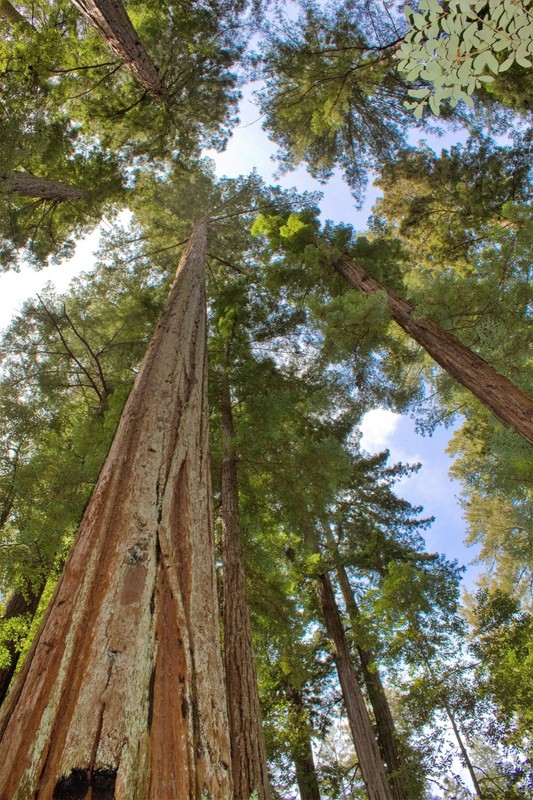 5 Giant Sequoia 6-12" Bare Root Starter Plant gallery