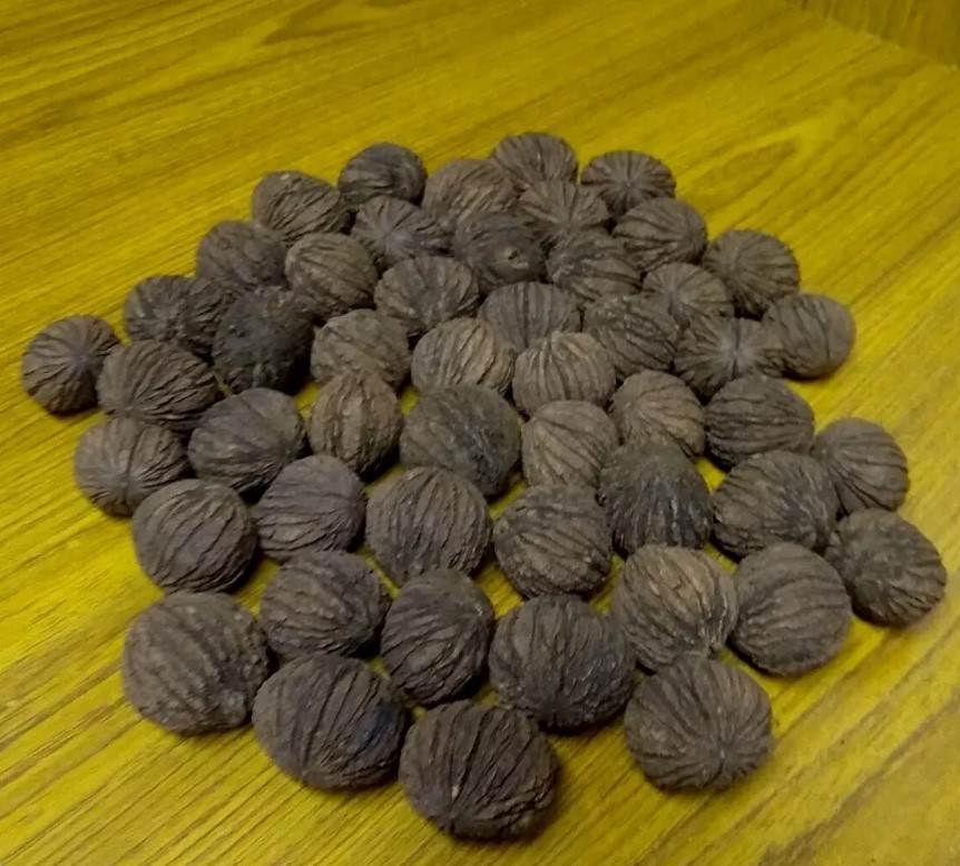 BLACK WALNUTS 1 LB Seed Nuts Fresh 2025 Harvest Naturally Farm Grown in Missouri gallery