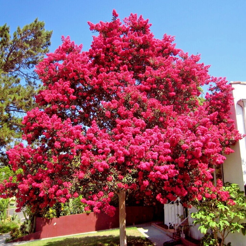 CRAPE MYRTLE TREE SEEDS Crepe (Lagerstroemia Indica) Fast Lilac Flower Plant gallery