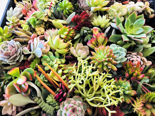 10 Assorted Succulent Cuttings Clippings for Dish Garden Terrariums Mini Fairy gallery