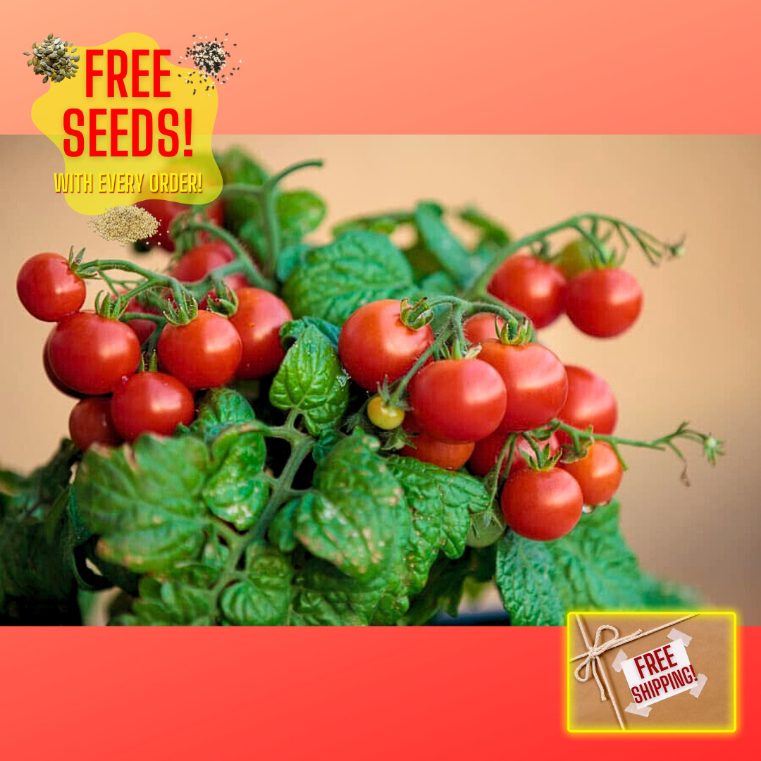 Fresh Red Robin Tomato Seeds | Heirloom & Non-GMO | Fresh Vegetable Seeds gallery