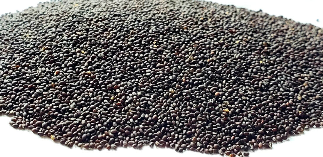 Catnip Seeds Heirloom Nepeta Cataria Packed for 2024 Grown Organically 300 Seeds gallery