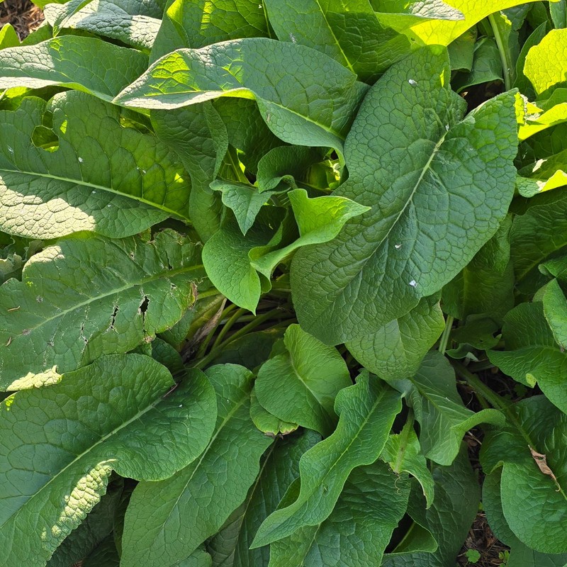Comfrey Crowns (5-Pack) – Bocking 14 Variety | Freshly Dug | Veteran Urban Farm gallery