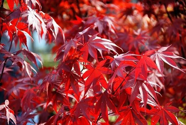 Fireglow Upright Red Japanese Maple - Live Plant - ( 2.5 QT ) gallery