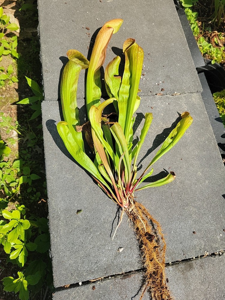 Sarracenia X Bug Bat X-Large bareroot division Multiple Growth Points