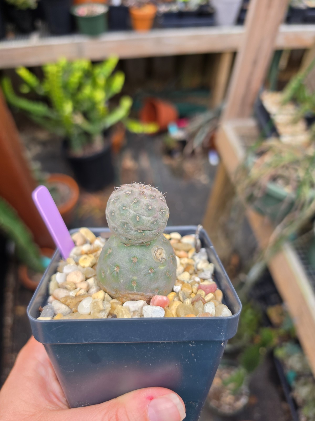 Tephrocactus Geometricus Rare Succulent Live Plant gallery